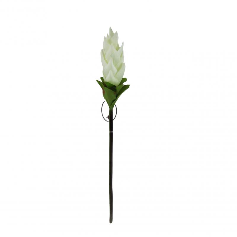 Kurkuma 50cm biała <br>(12 sztuk)